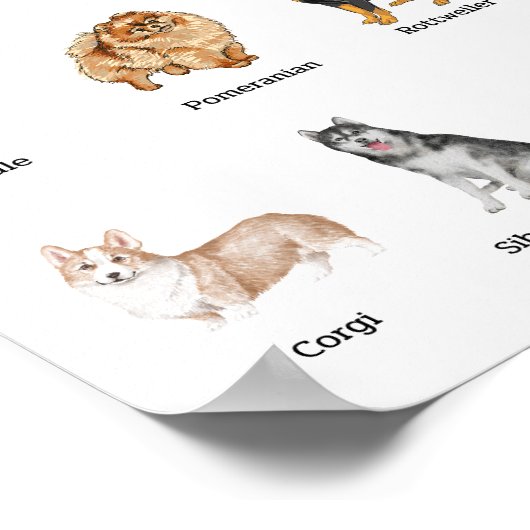 Poster 20 chiens de races mignonnes (Coin)