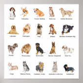 Poster 20 chiens de races mignonnes (Devant)