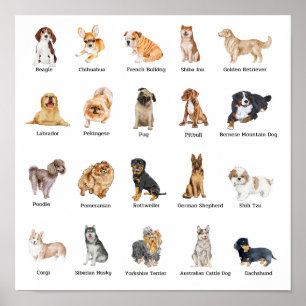 Poster 20 chiens de races mignonnes