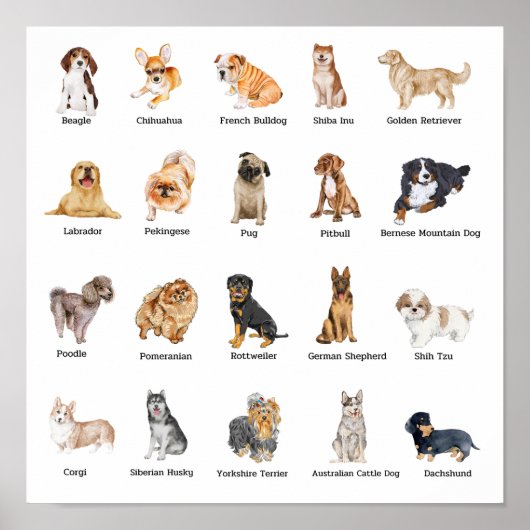 Poster 20 chiens de races mignonnes (Devant)