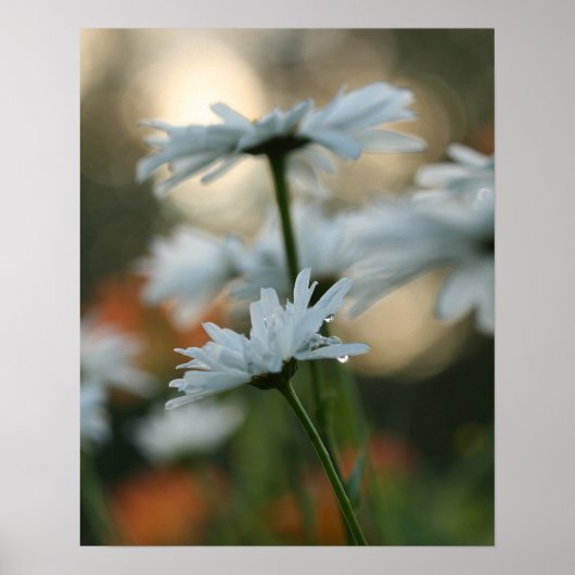 Poster 20 po x 16 po, papier d'affiche de valeur (Matte) (Devant)