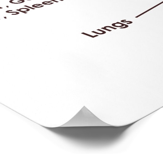 Poster 20" x 16", Tongue Reflexology Chart (Matte) (Coin)