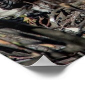 Poster 20x16 Aigle chauve avec son bébé (Coin)