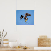 Poster 20x16 Aigle chauve avec un poisson (Cuisine)