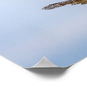 Poster 20x16 Atterrissage de balbuzard pêcheur dans le ni (Coin)