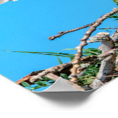 Poster 20x16 Balbuzard juvénile dans le nid (Coin)