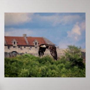 Poster 20x16 Bald Eagle passing Fort Ticonderoga