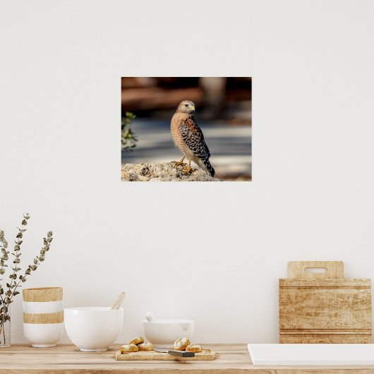 Poster 20x16 Buse à épaulettes rouge sur un rocher (Cuisine)