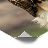 Poster 20x16 Buse à queue rouge dans la vallée de l'Hudso (Coin)