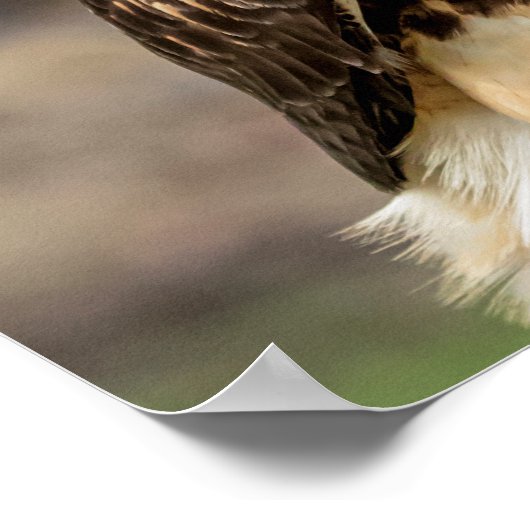 Poster 20x16 Buse à queue rouge dans la vallée de l'Hudso (Coin)