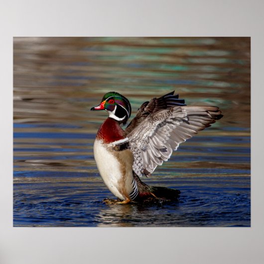 Poster 20x16 Canard à bois (Devant)