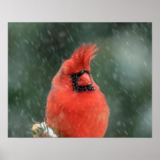 Poster 20x16 Cardinal dans un pin pendant une tempête de (Devant)