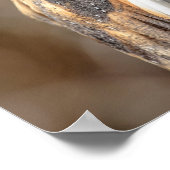 Poster 20x16 Chouette de l'étable (Coin)