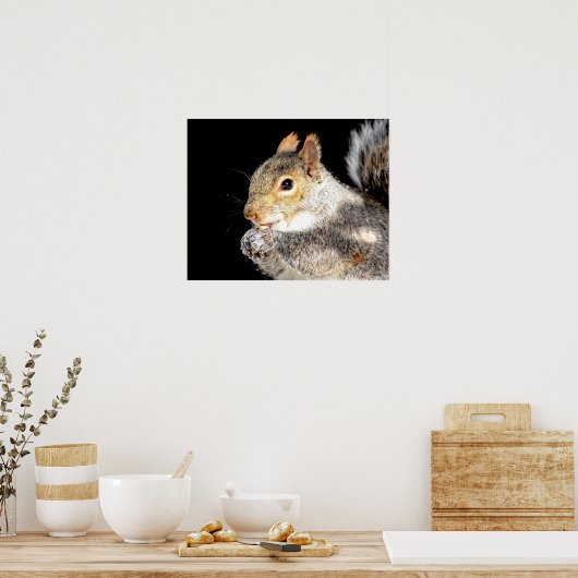 Poster 20x16 Écureuil mangeant une noix (Cuisine)
