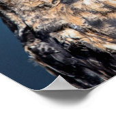 Poster 20x16 Great Horned Owl Portrait (Coin)