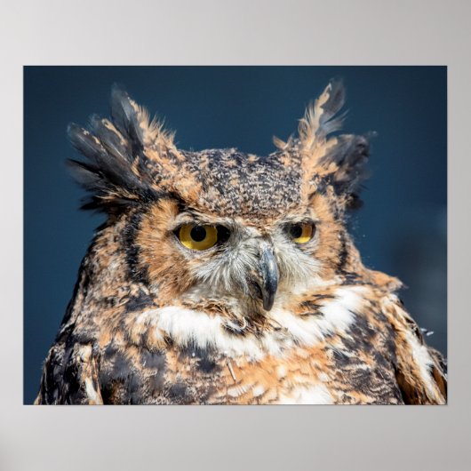 Poster 20x16 Great Horned Owl Portrait (Devant)