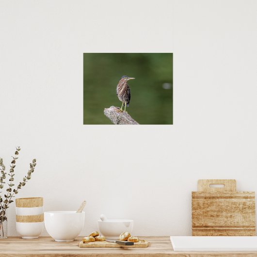 Poster 20x16 Heron Vert sur un log (Cuisine)