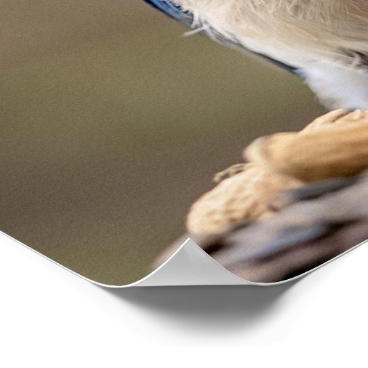 Poster 20x16 Jay bleu avec arachide (Coin)