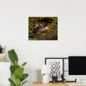 Poster 20x16 Jeune Alligator (Bureau à domicile)