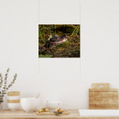 Poster 20x16 Jeune Alligator (Cuisine)