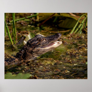 Poster 20x16 Jeune Alligator