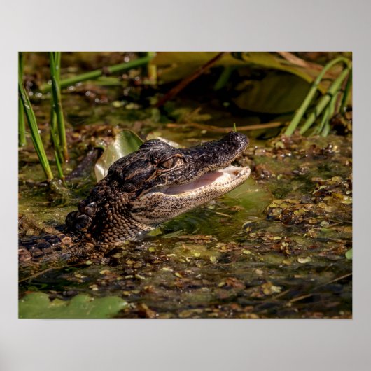 Poster 20x16 Jeune Alligator (Devant)