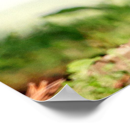 Poster 20x16 Jeune marmotte (Coin)