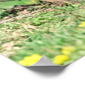 Poster 20x16 Kits Red Fox Jouer (Coin)