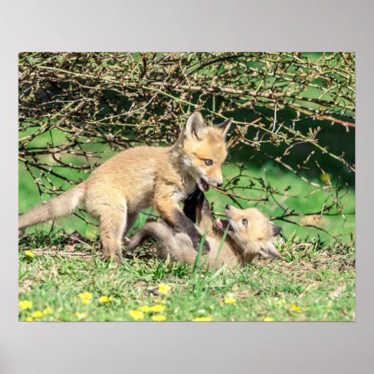 Poster 20x16 Kits Red Fox Jouer (Devant)