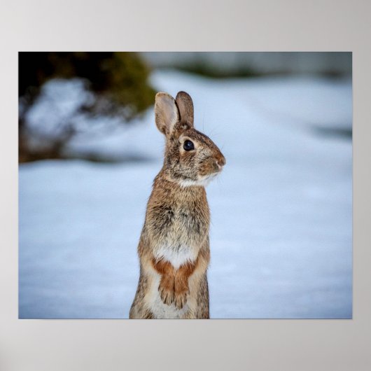 Poster 20x16 Lapin dans la neige (Devant)