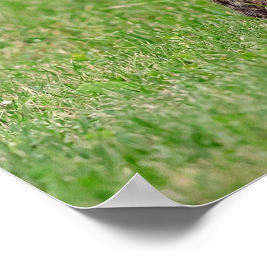 Poster 20x16 Lapin debout dans l'herbe et a l'air timide (Coin)