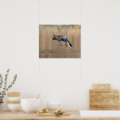 Poster 20x16 Mallard Canard en vol (Cuisine)