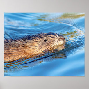 Poster 20x16 Muskrat dans les fermes de Vassar Réserve éc