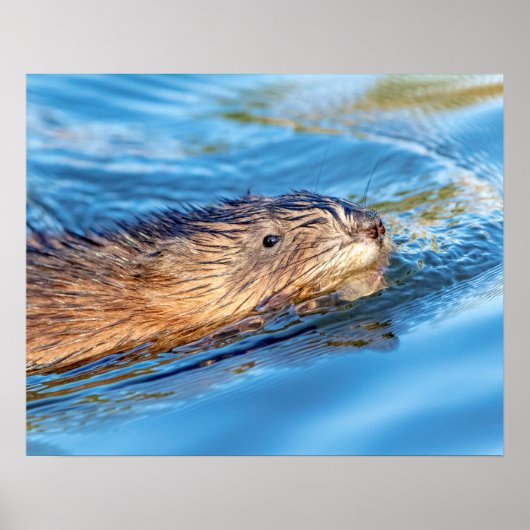 Poster 20x16 Muskrat dans les fermes de Vassar Réserve éc (Devant)
