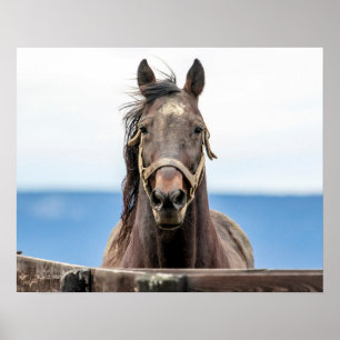 Poster 20x16 Portrait d'un cheval