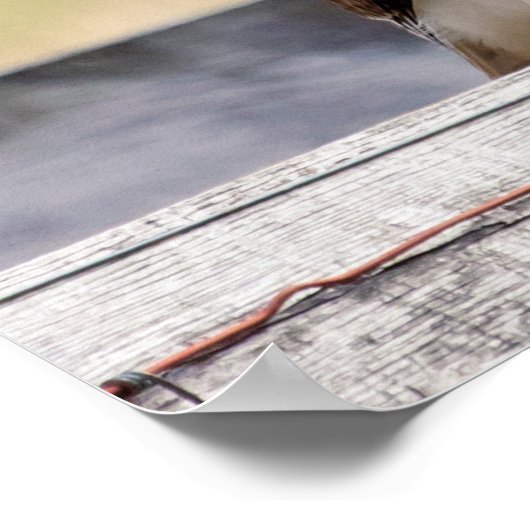 Poster 20x16 Portrait d'un faucon à queue rouge immature (Coin)