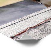 Poster 20x16 Portrait d'un Faucon Crécerellette immature (Coin)