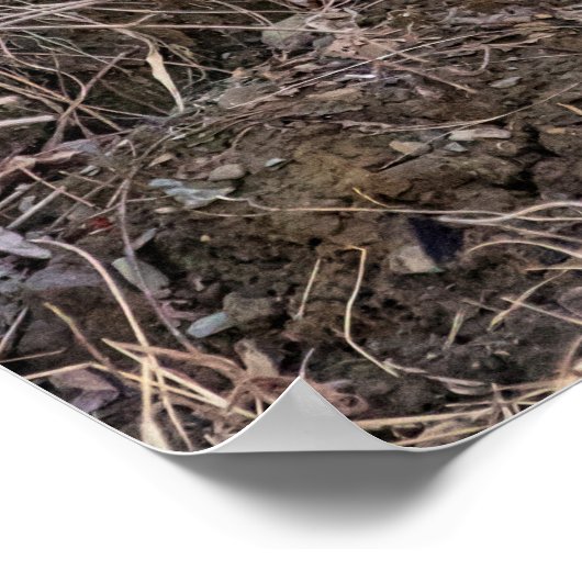 Poster 20x16 Red Fox haut proche et personnel (Coin)