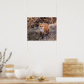 Poster 20x16 Red Fox haut proche et personnel (Cuisine)