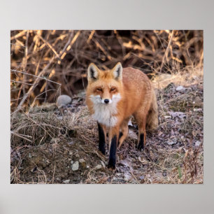 Poster 20x16 Red Fox haut proche et personnel