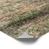 Poster 20x16 Renard rouge dans un champ (Coin)