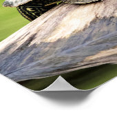 Poster 20x16 Tortue peinte sur un log (Coin)