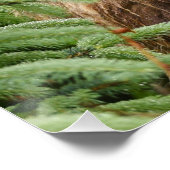 Poster 20x25 (Finition brillante) de grizzli (Coin)