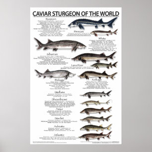 POSTER - 20x30 - CAVIAR STURGEON of the WORLD