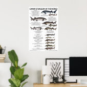 POSTER - 20x30 - CAVIAR STURGEON of the WORLD (Bureau à domicile)