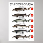 POSTER - 20x30 - STURGEON d'ASIE (Devant)