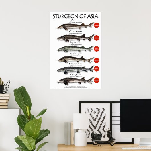 POSTER - 20x30 - STURGEON d'ASIE (Bureau à domicile)
