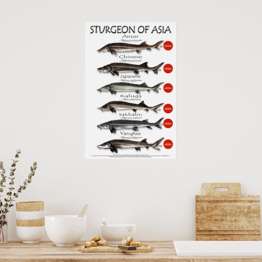 POSTER - 20x30 - STURGEON d'ASIE (Cuisine)