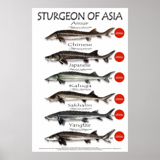 POSTER - 20x30 - STURGEON VAN AZIË (Voorkant)