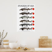 POSTER - 20x30 - STURGEON VAN AZIË (Keuken)